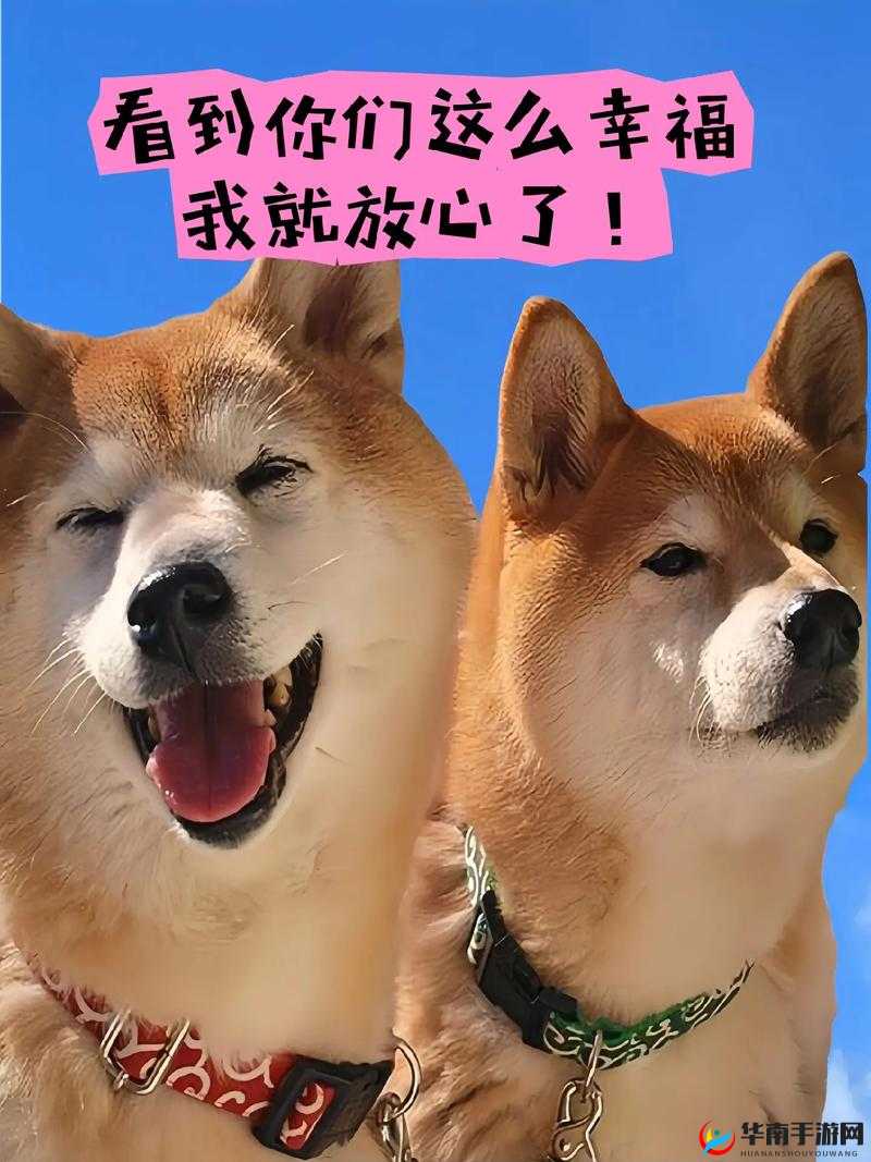 婆和我的狗老公怎么相处之和谐秘籍