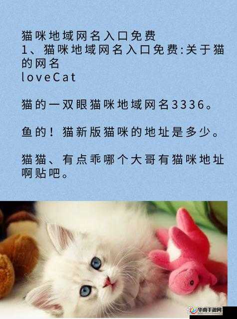 猫咪mv 最新地域网名怎么取：创意探索