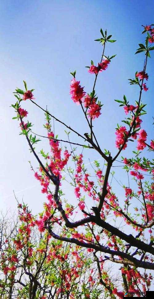 国色天香桃花朵朵开：盛景如画令人醉