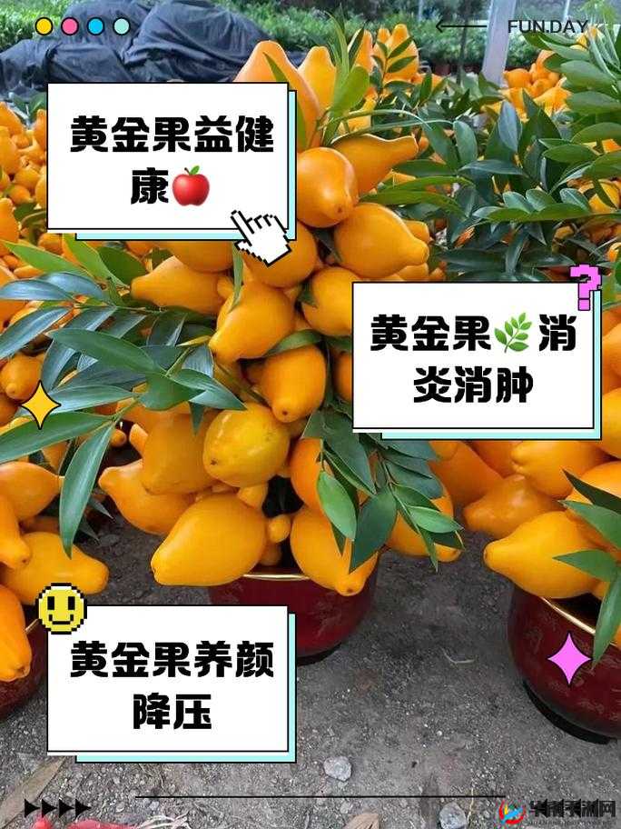 我的起源游戏深度解析，黄金果实高效获得技巧与全面兑换攻略