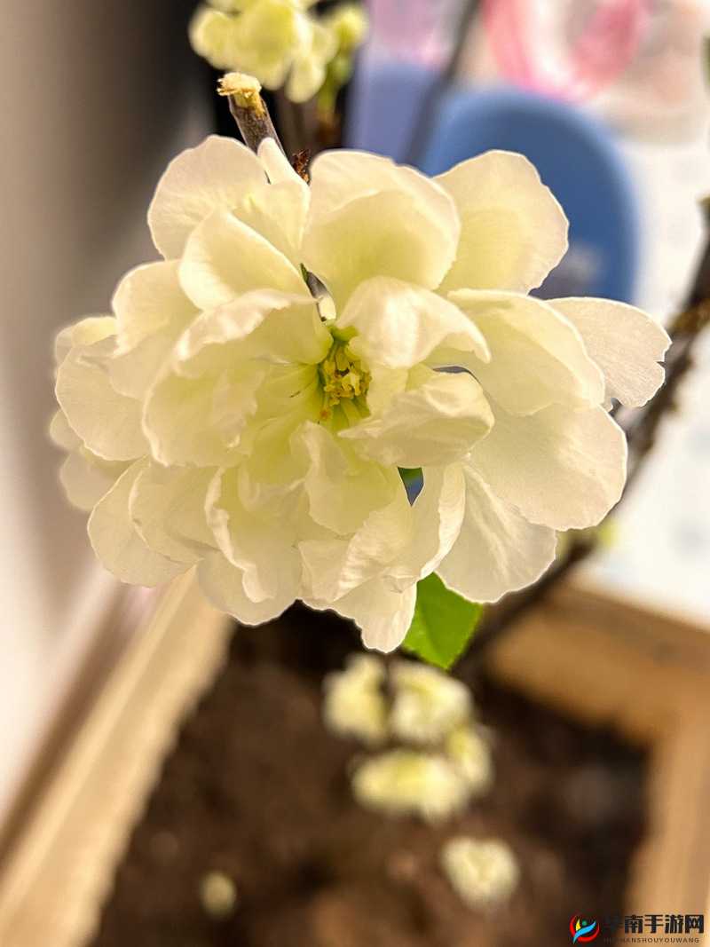 风月海棠9是免费的吗：关于其是否免费的详细探讨