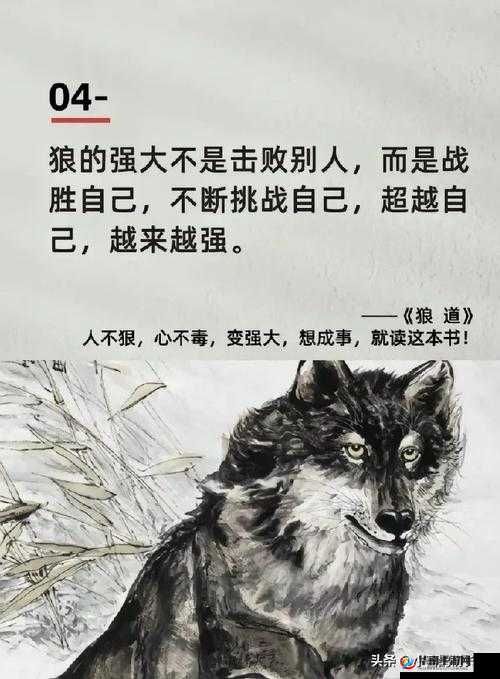 老狼在无人区的表现：绝境中的坚韧与生存智慧大揭秘
