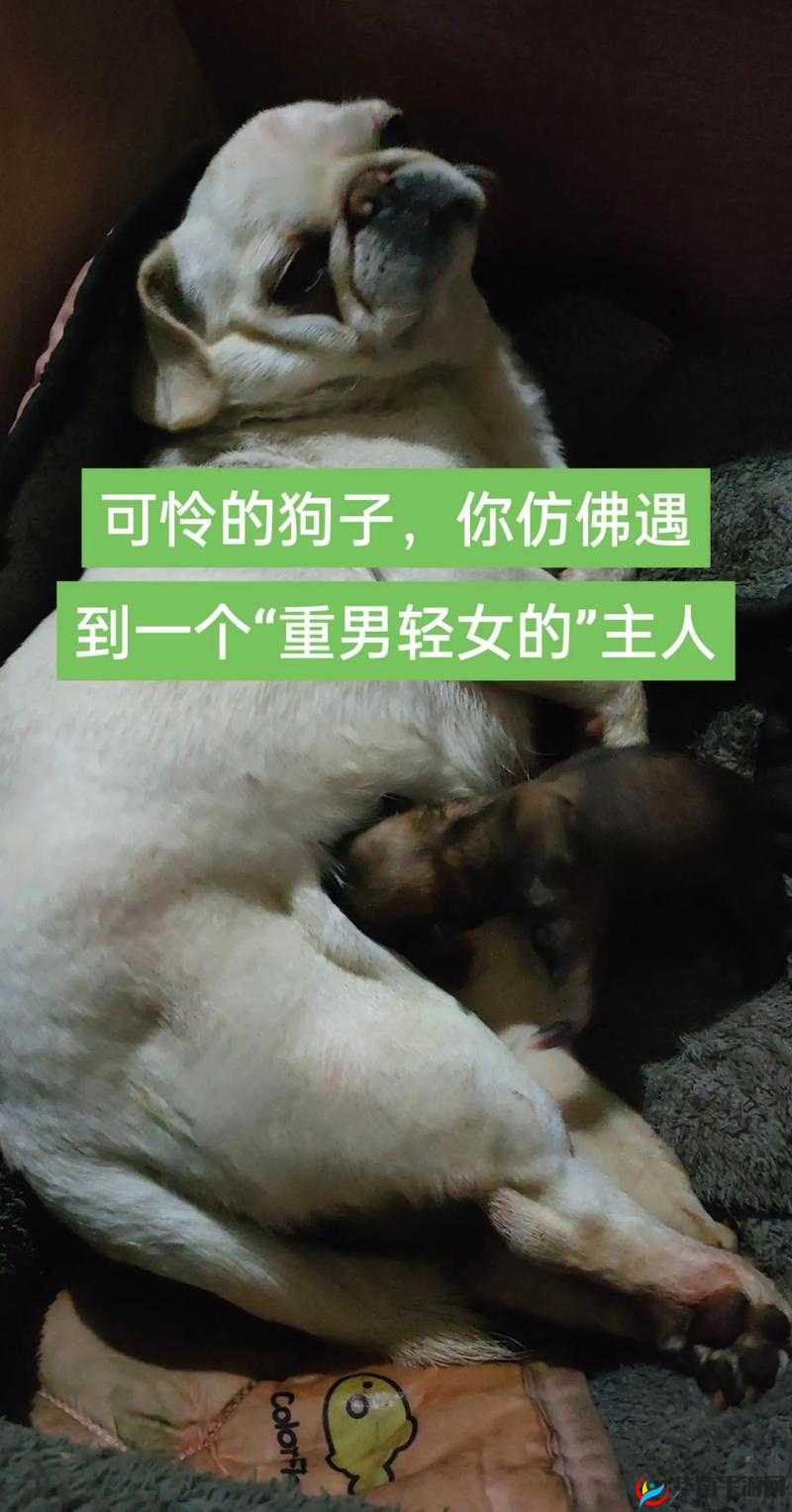 我的狗老公为何会拉婆婆一起？这背后到底有着怎样的故事？