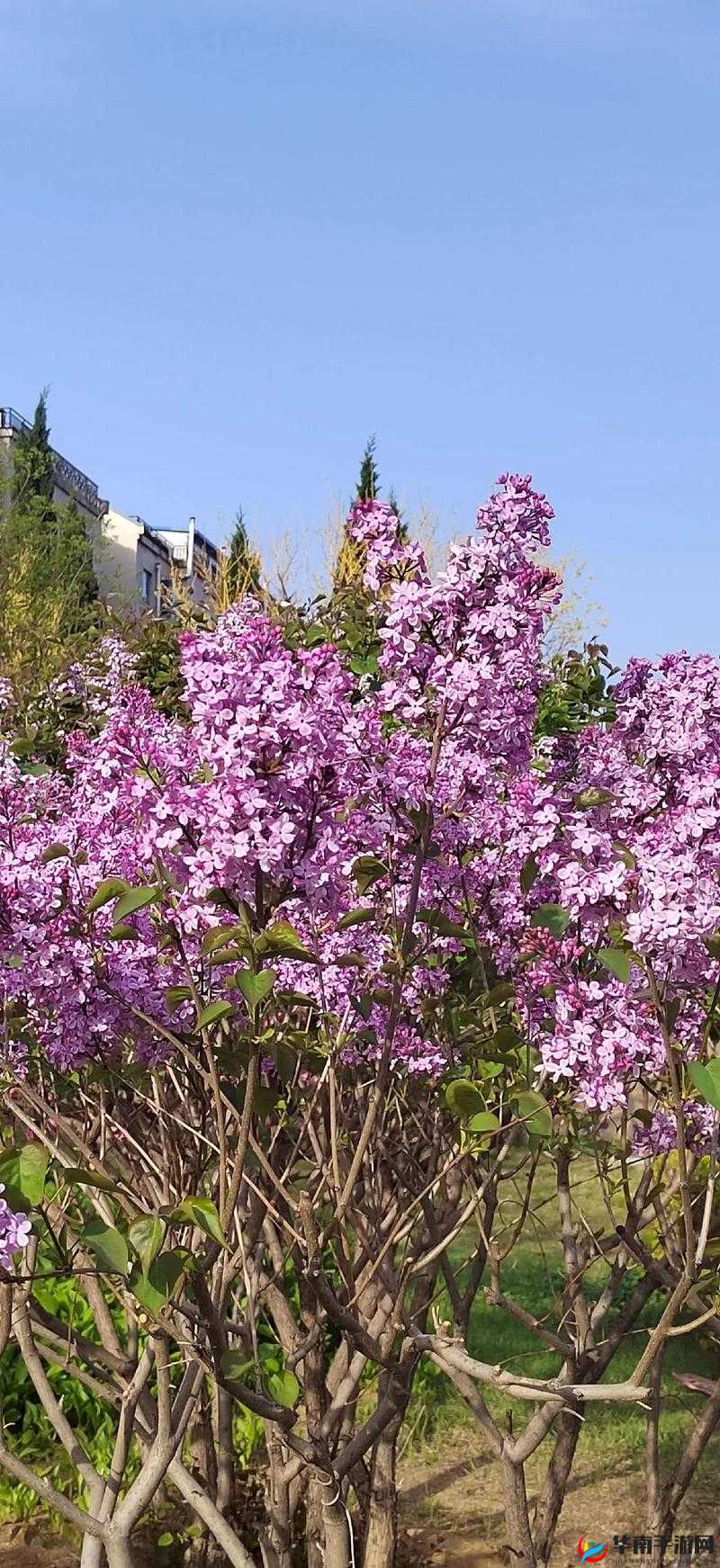 谁有丁香花久久九月天综合网的资源？