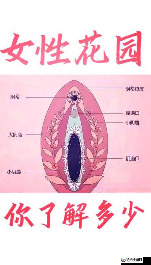 探索那维莱特芙宁娜肉生殖腔的奥秘：最新研究发现与科学解读